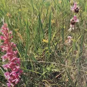 Sortie Nature : Orchidées et autres superbes des pelouses calcaires