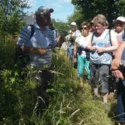 Sortie nature : Plantes comestibles et médicinales