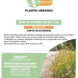 Sortie nature : plantes urbaines