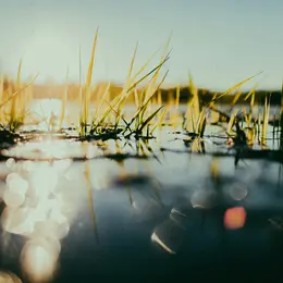 Sortie Nature : Promenade ichtyologique Pamprousienne