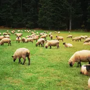 Sortie Nature Quels points d'équilibre entre pastoralisme et biodiversité dans la Vallée de la Masse