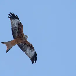 Sortie nature - Rapaces du Haut-Doubs