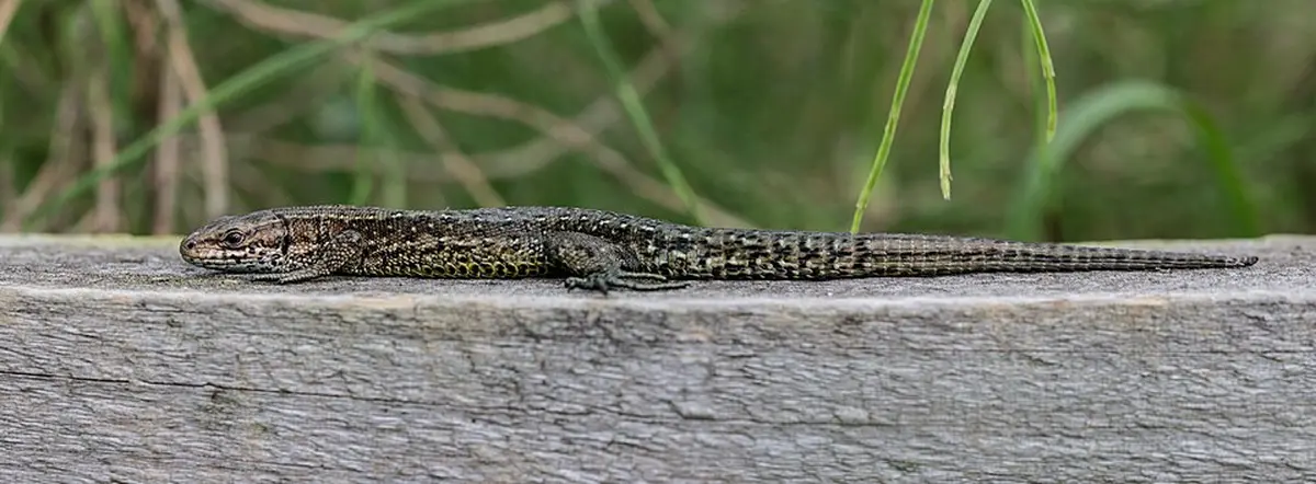 Sortie nature - Reptiles du Haut-Doubs