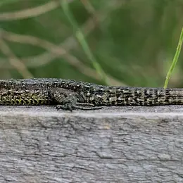 Sortie nature - Reptiles du Haut-Doubs