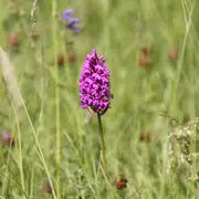 Sortie Nature : Sauvages orchidées