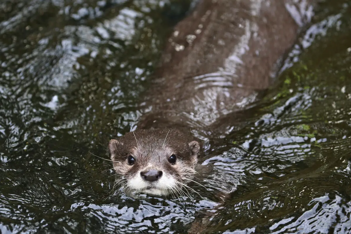 Sortie Nature : Soirée loutre à La Crèche