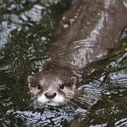 Sortie Nature : Soirée loutre à La Crèche