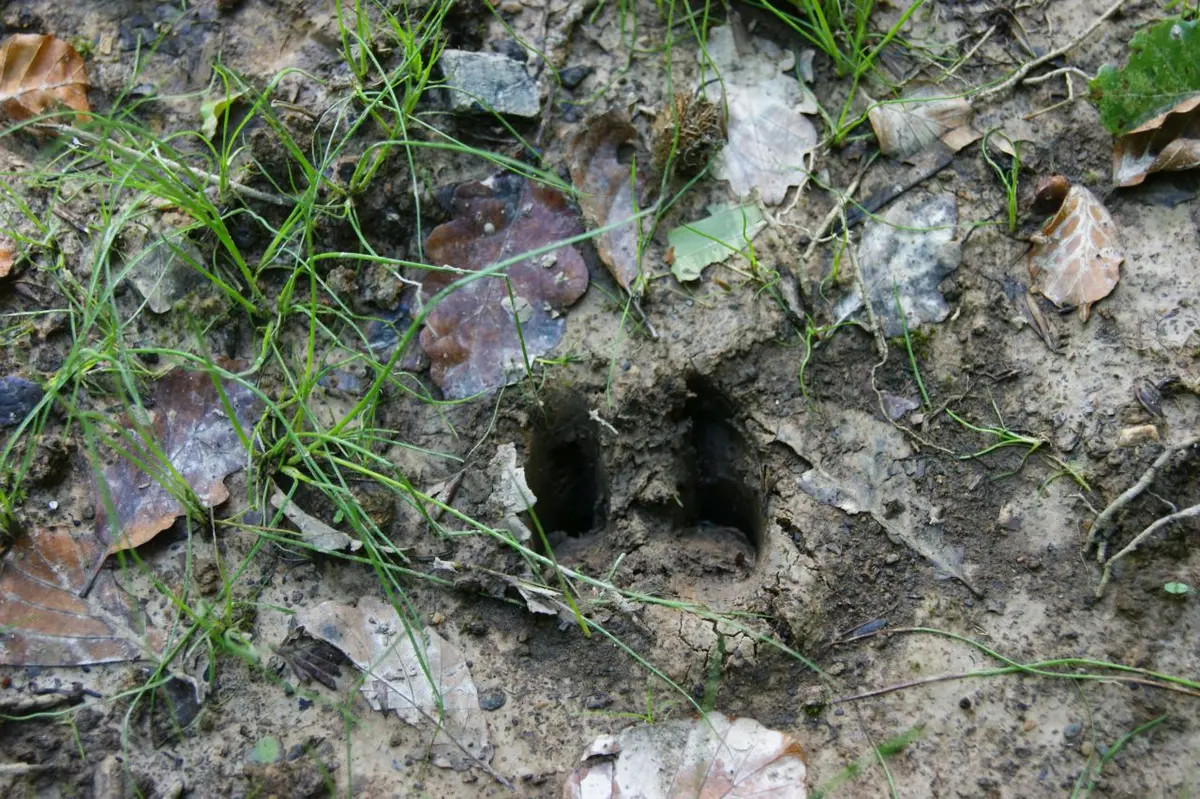 Sortie nature “Sur les traces des canidés sauvages”