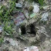 Sortie nature “Sur les traces des canidés sauvages”