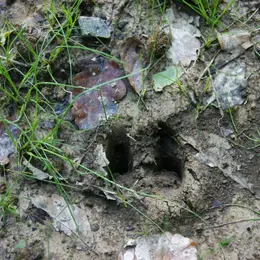 Sortie nature “Sur les traces des canidés sauvages”