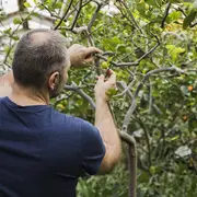 Sortie Nature : Taille en vert des fruitiers