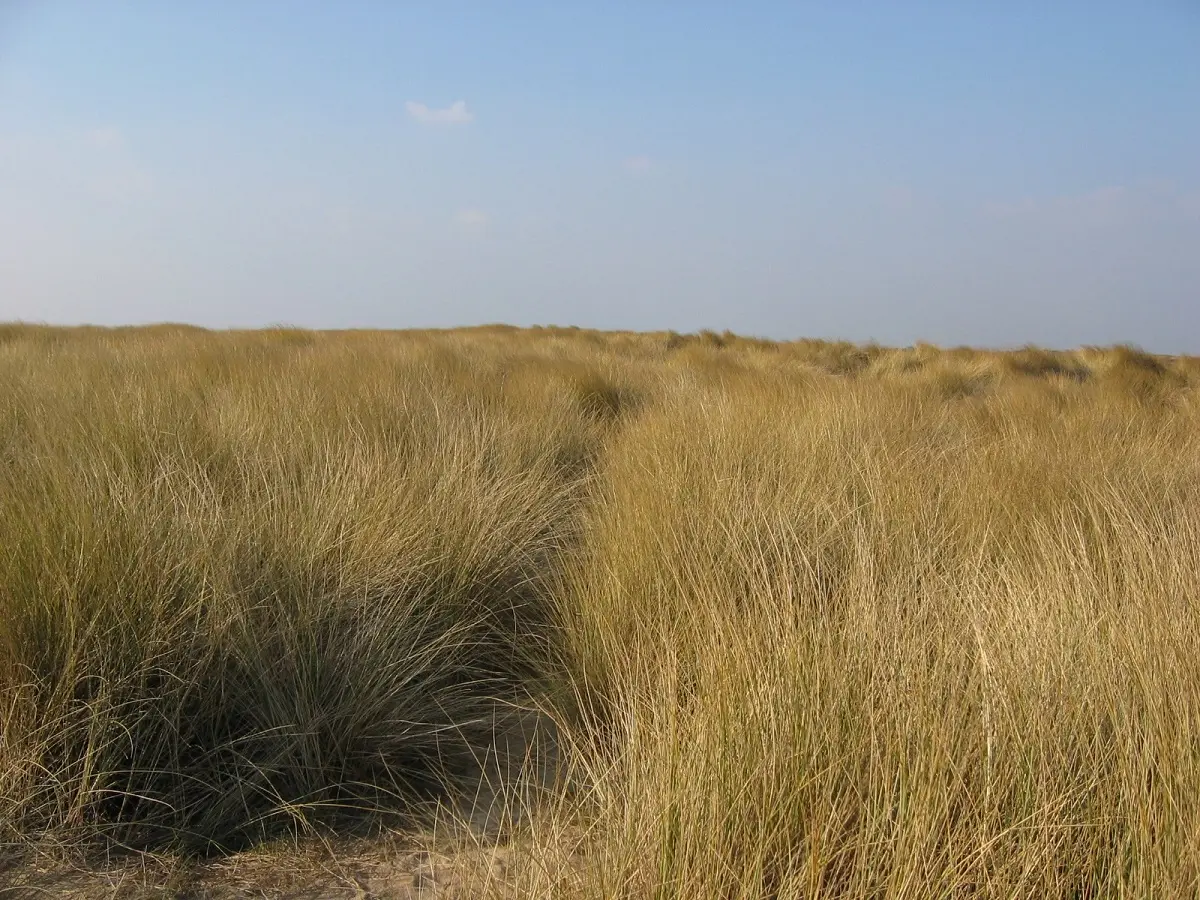 Sortie nature : Traversée du havre de l'Ay