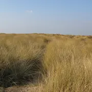 Sortie nature : Traversée du havre de l'Ay