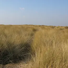 Sortie nature : Traversée du havre de l'Ay
