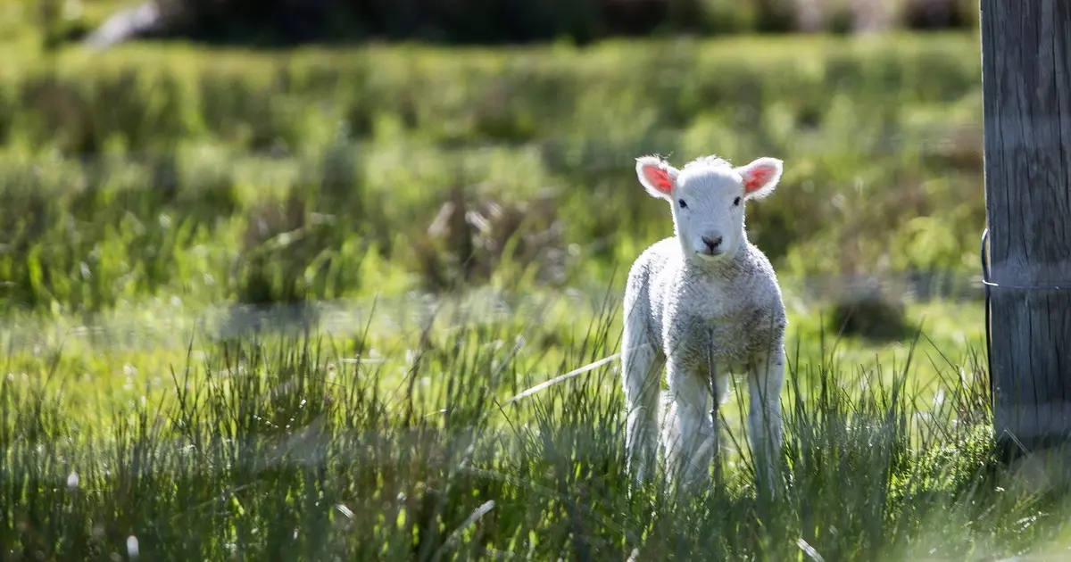 Sortie Nature : Un début d'été sur les chaumes