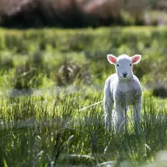 Sortie Nature : Un début d'été sur les chaumes