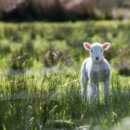 Sortie Nature : Un début d'été sur les chaumes