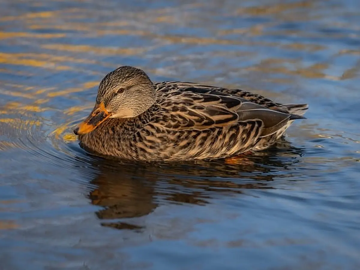 Sortie Nature - un froid de canard