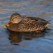 Sortie Nature - un froid de canard