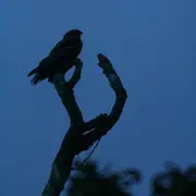 Sortie nature : Un soir d'été dans les landes, à l'écoute de l'engoulevent