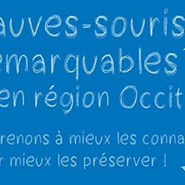 Sortie Nocture Lpo 66 Pays Catalan Observation Des Chauves-Souris Avec Carla