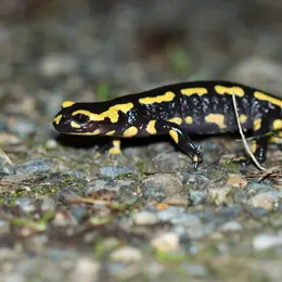 sortie nocturne : découverte de la salamandre