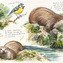Sortie Observation Des Oiseaux Et Atelier D'Initiation Au Dessin Naturaliste