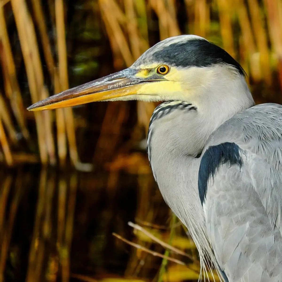 Sortie Oiseaux