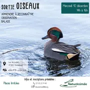 Sortie oiseaux