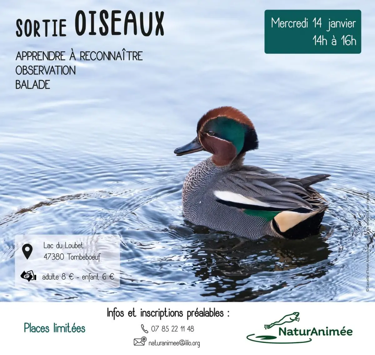 Sortie Oiseaux