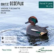 Sortie Oiseaux