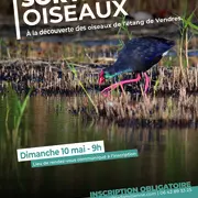 Sortie Oiseaux