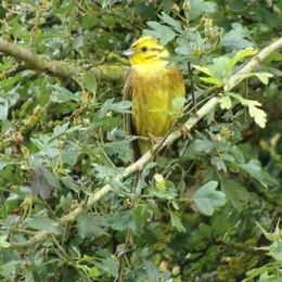 Sortie oiseaux des bords de Loire : Je suis un oiseau, je voyage … ou pas ?