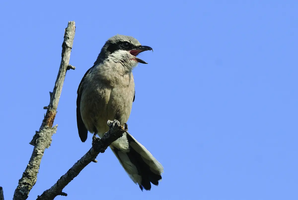 Sortie ornithologique en Crau
