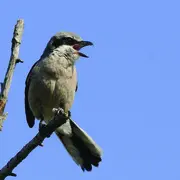 Sortie ornithologique en Crau