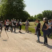 Sortie ornithologique grand public