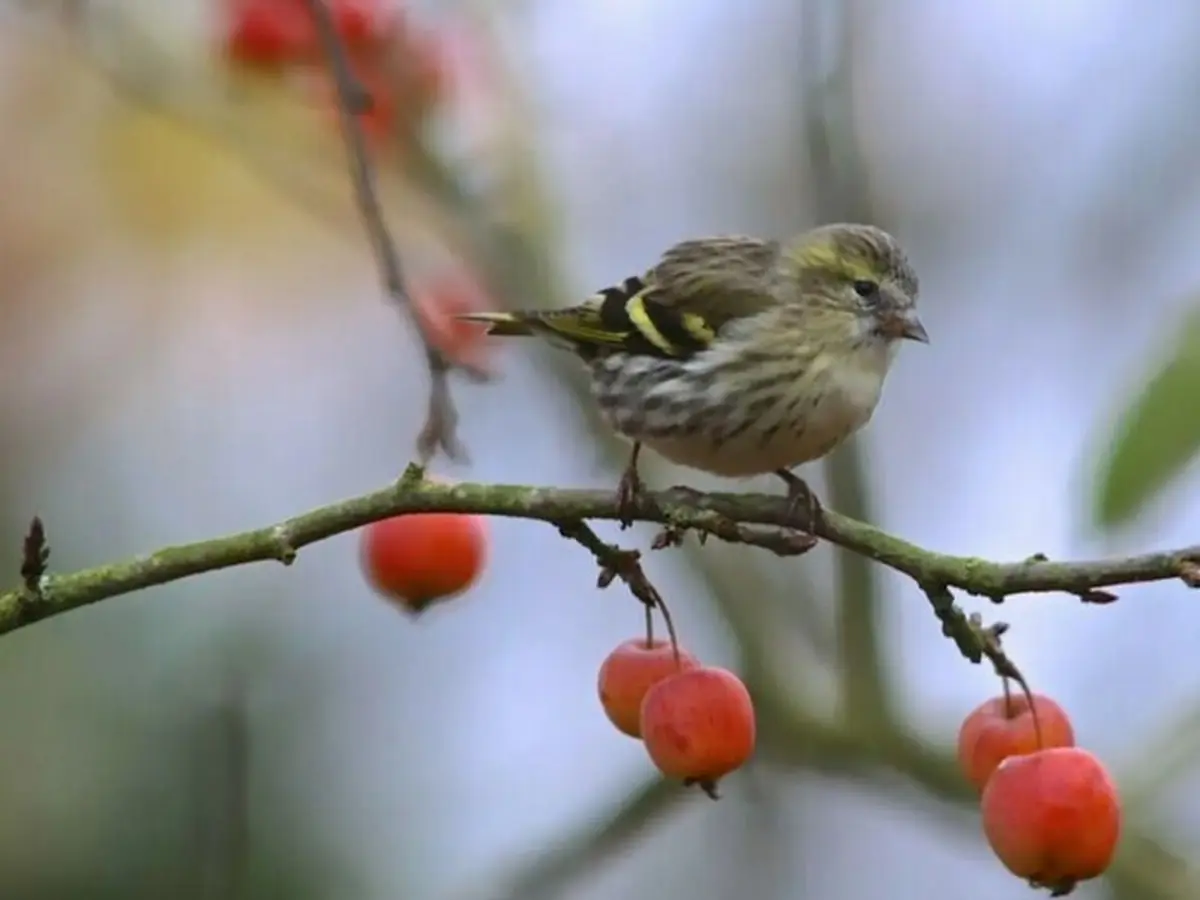 Sortie ornithologique > Groupe ornithologique normand
