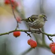 Sortie ornithologique > Groupe ornithologique normand