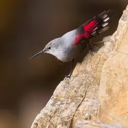 Sortie ornithologique : L'oiseau papillon