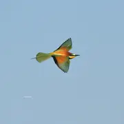 Sortie ornithologique : L'oiseau papillon