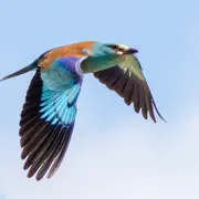 Sortie ornithologique : La danse de l'oiseau bleu