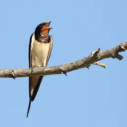 Sortie ornithologique : La migration des hirondelles