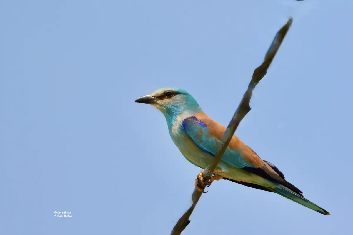 Sortie ornithologique : Le Vallon des Glauges
