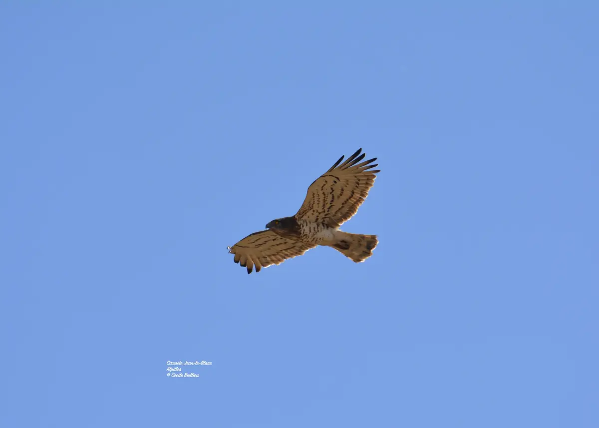 Sortie ornithologique : Les oiseaux des falaises et des plateaux