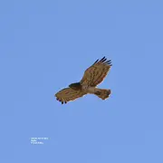 Sortie ornithologique : Les oiseaux des falaises et des plateaux