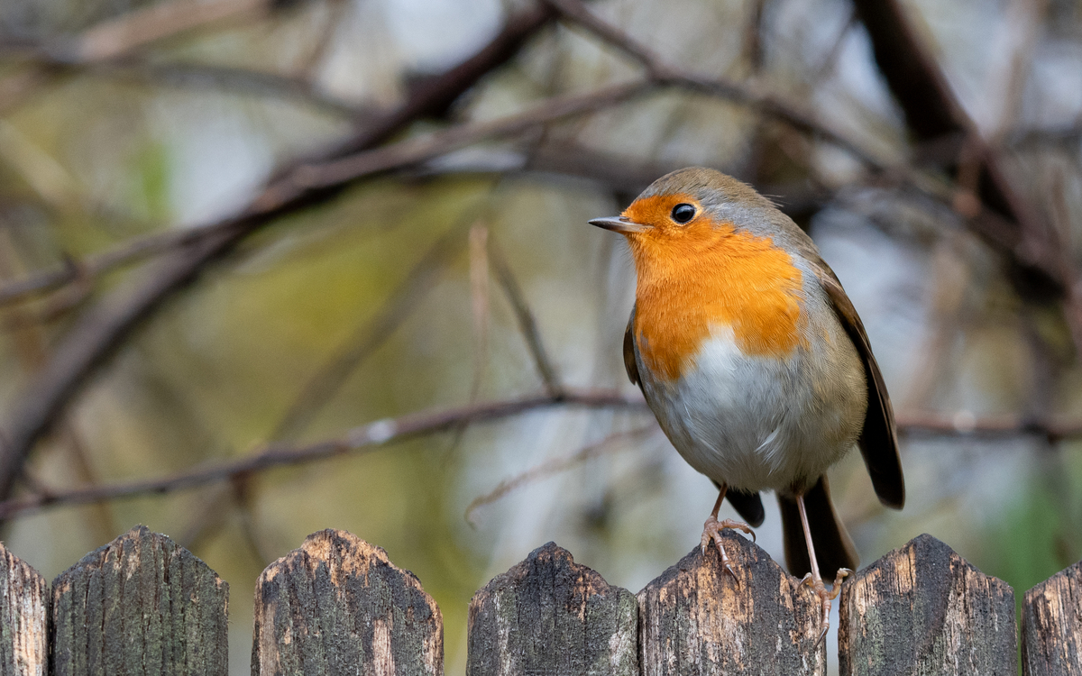 Sortie ornithologique pour les plus jeunes