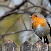 Sortie ornithologique pour les plus jeunes