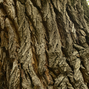 Sortie ornithologique pour les plus jeunes