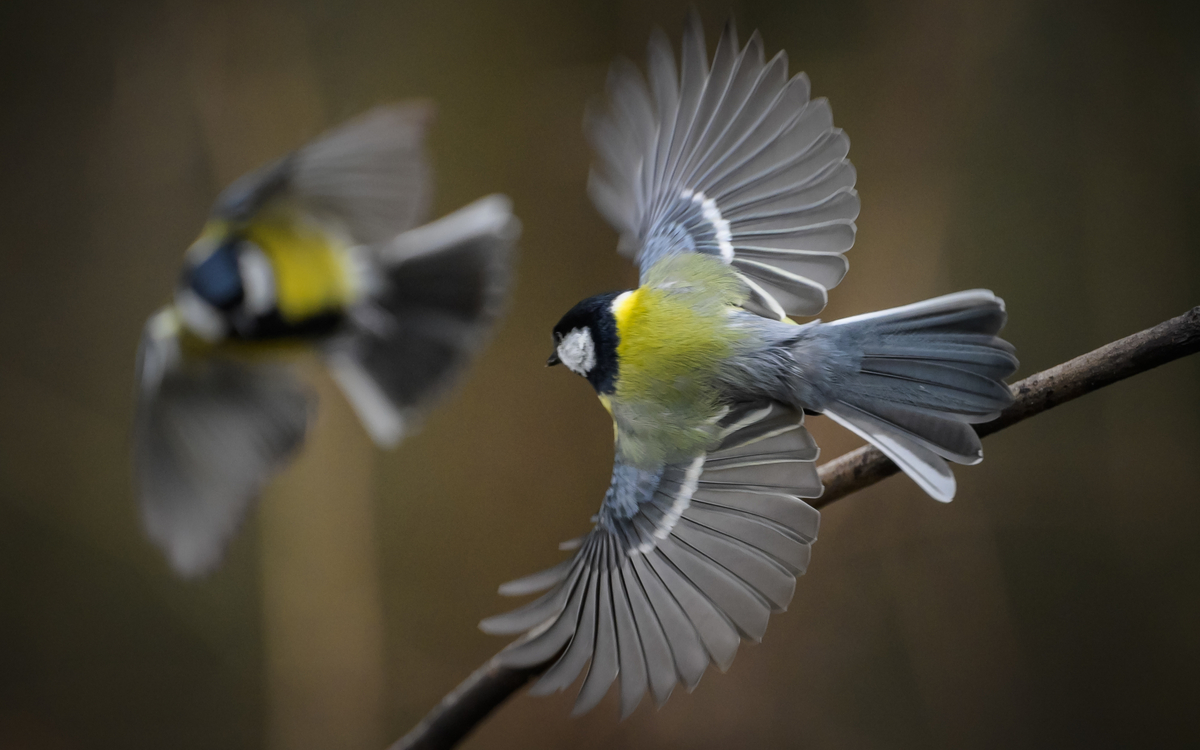 10 07 sortie ornitho jeunes -_Mesange_charbonniere_Parus_major_-_Frederic_Combeau