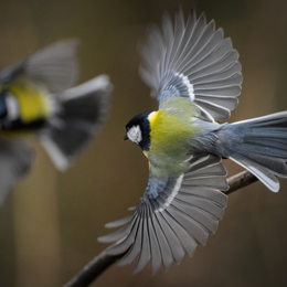Sortie ornithologique pour les plus jeunes